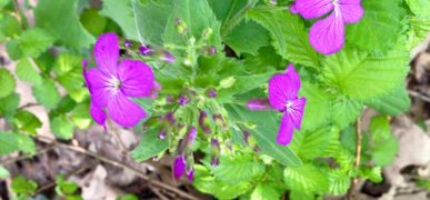 lunaria in fiore