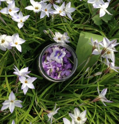 violette
