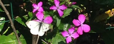 lunaria