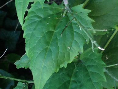foglie di lunaria annua