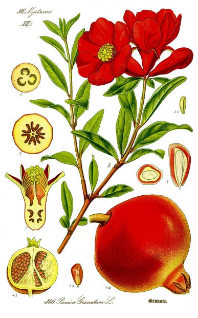 Punica granatum