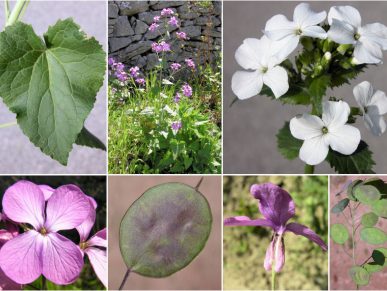 Lunaria spp.