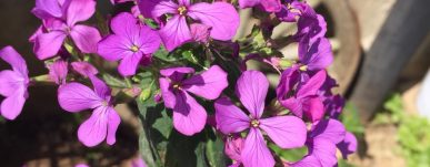 fiori di lunaria annua