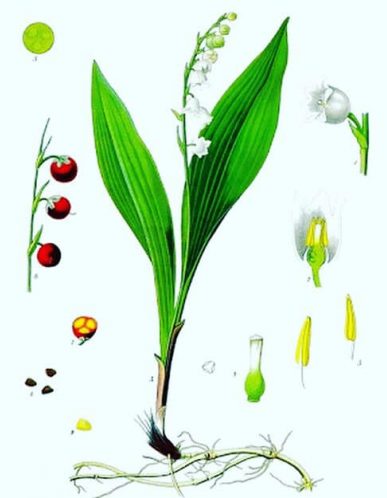 Convallaria majalis