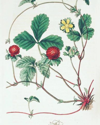 Duchesnea indica