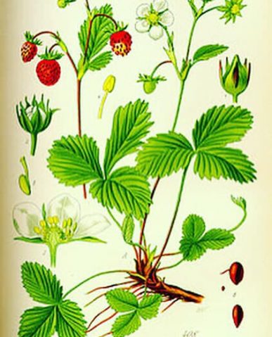 Fragaria vesca