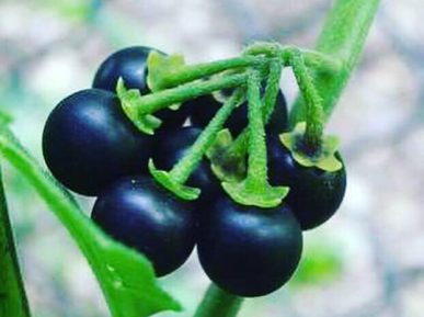 frutti Solanum nigrum
