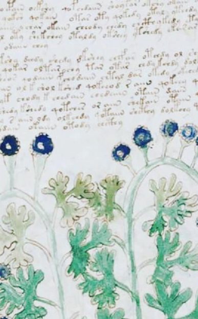 manoscritto Voynich: Solanum nigrum