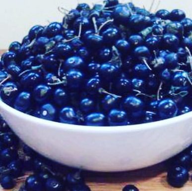 frutti Solanum nigrum