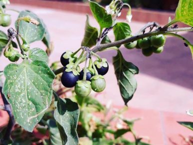 frutti Solanum nigrum