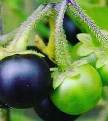 frutti Solanum nigrum
