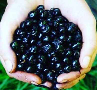 frutti Solanum nigrum