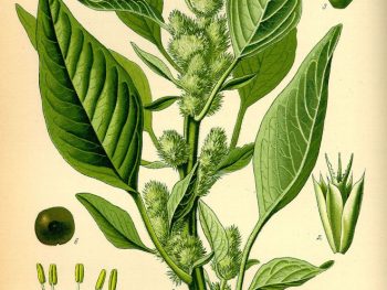 amaranto scheda botanica