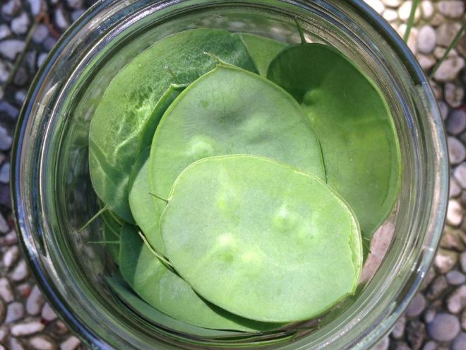 silique di lunaria pronte per la lattofermentazione