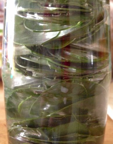 silique di lunaria in LAB
