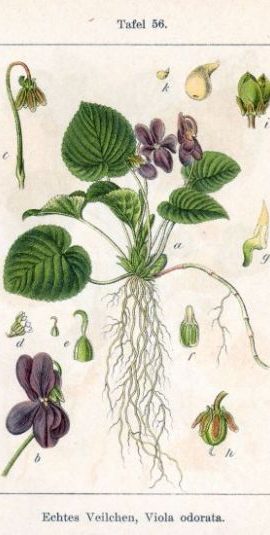 Viola odorata